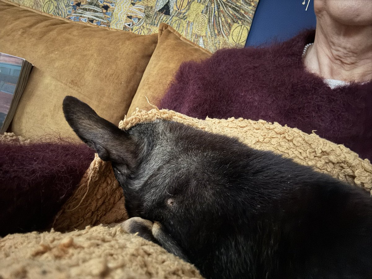 Vang het moment dat m’n koffer klaarstaat, is Toob niet van me af te slaan. 
Hard to say goodbye, al is het maar voor 6 dagen. 

#hopelijkredhijdat
#oudje