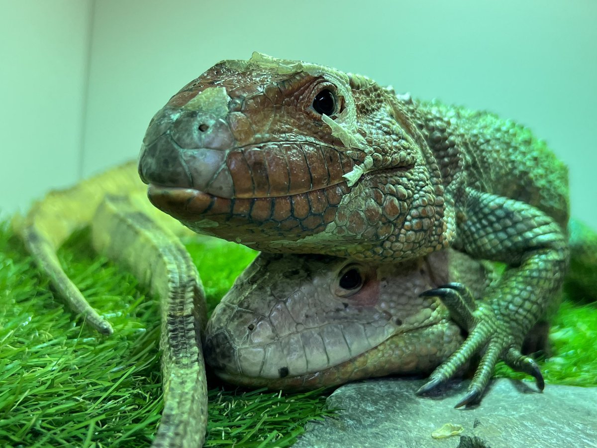 みみみりん (@mugi_cha03) / Posts / X