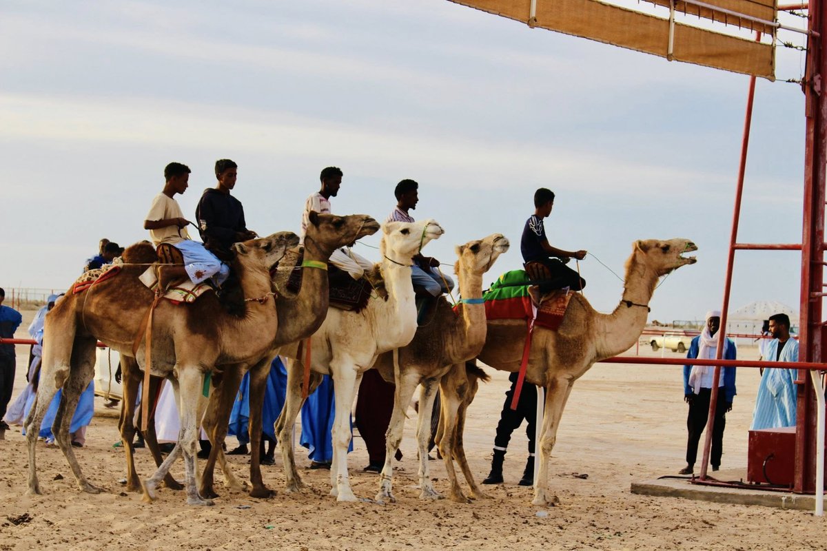 الإتحادية الوطنية لسياقة الإبل برئاسة السيدة سمية سيديا تنظم سباق الإبل الرسمي تخليدا للذكرى 65 لعيد الاستقلال الوطني