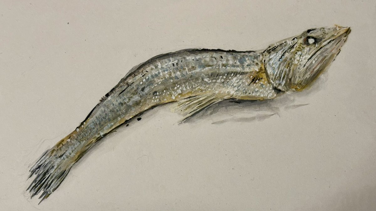 アクリルガッシュ にぼし