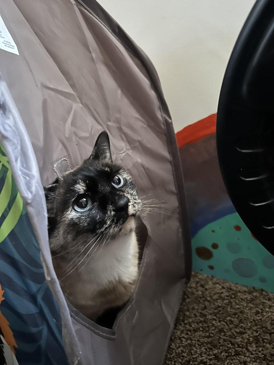 coolneatstuff's tweet image. Good morning Sunday morning