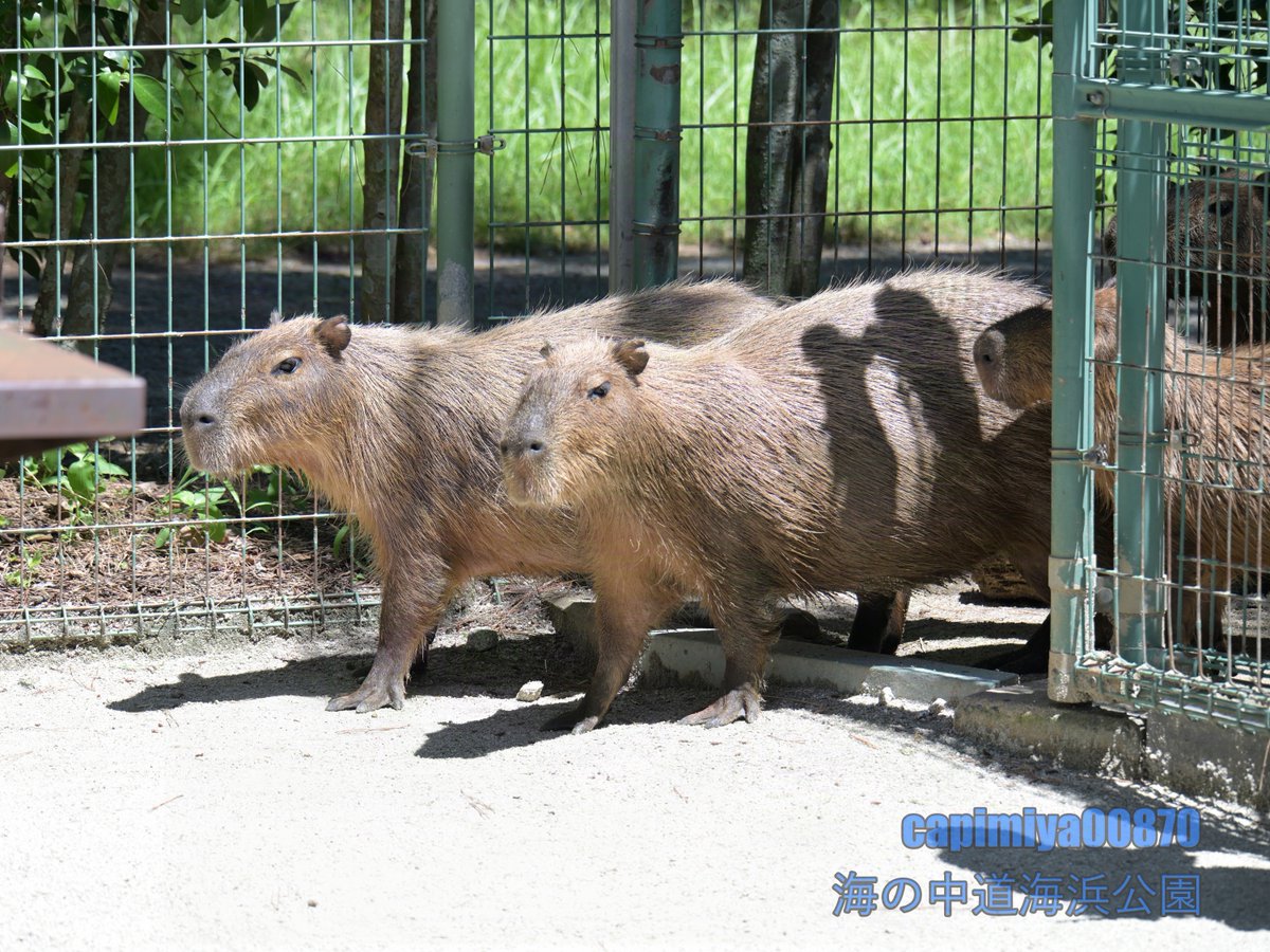 カピバラ隊、出動」 2024/07/20 海の中道海浜公園 Nikon Z8 NIKKOR Z