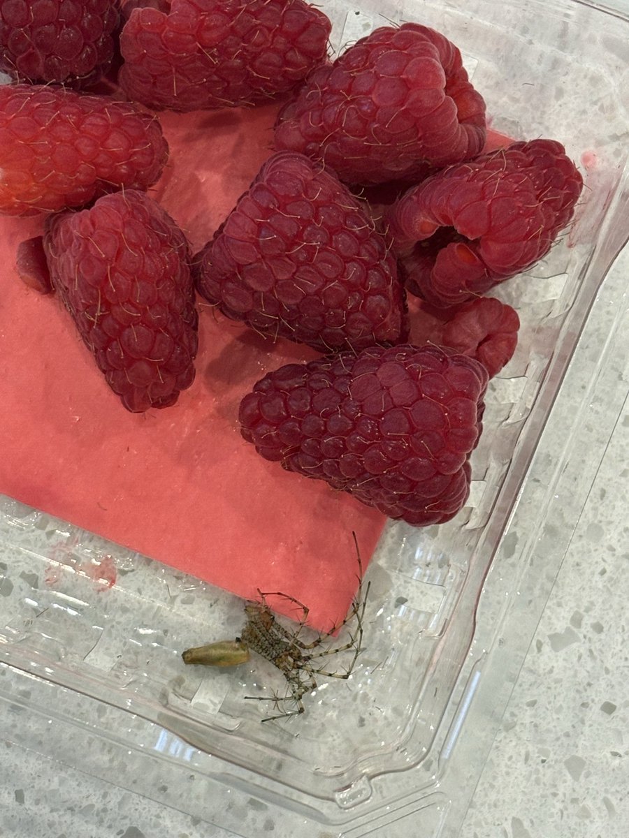 Italian_Tree's tweet image. Yo, @AldiUSA what species spider are you selling