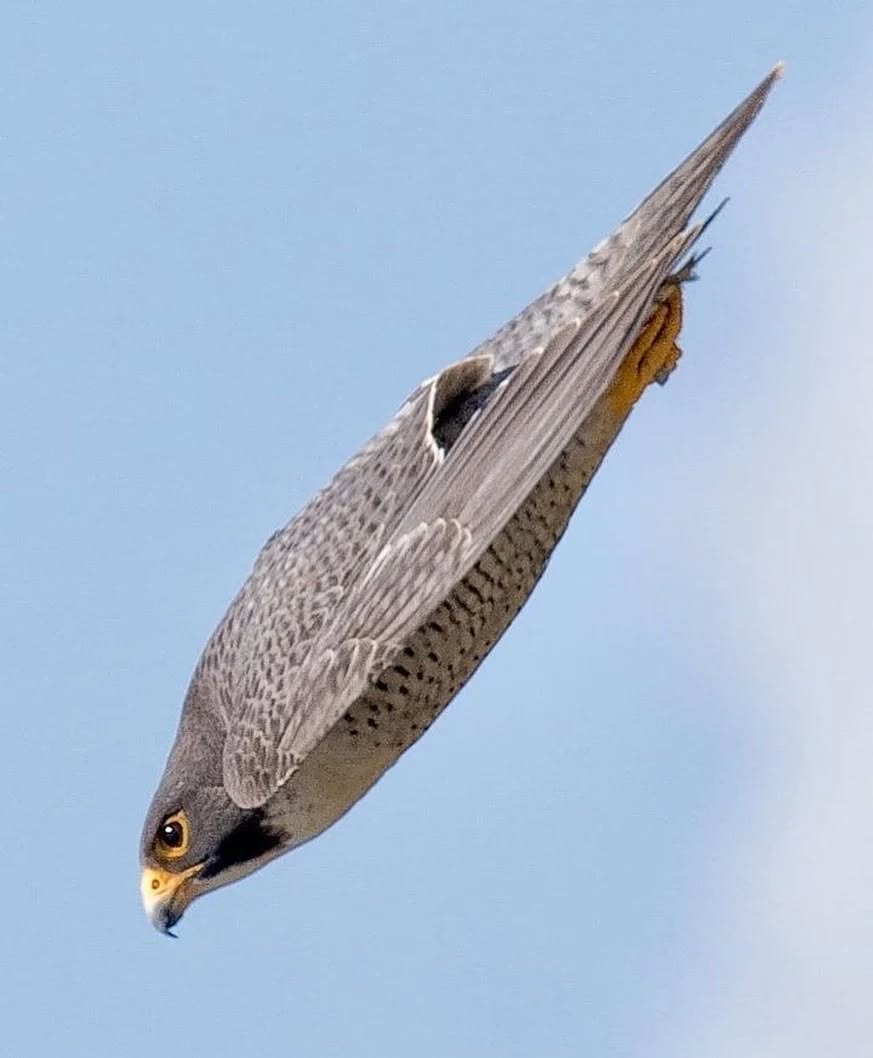 MbarkCherguia's tweet image. Peregrine falcon

📸: @mostly.birds ©️
instagram.com/mostly.birds/

 #sundayvibes 
#sundaymotivation