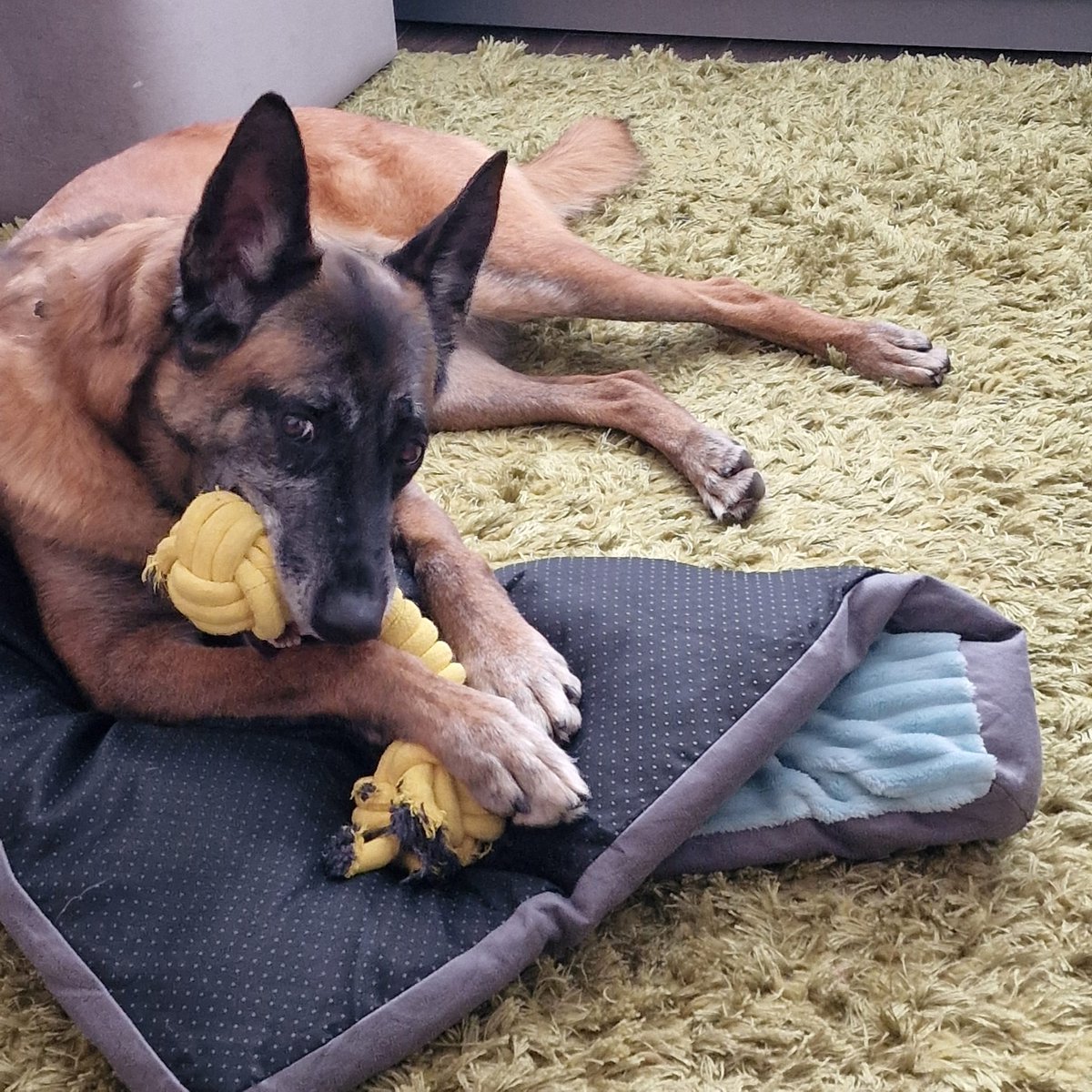 Sheba is 8yrs old and she came to us in Sept 21. Sheba is a steady girl who can live with older kids and walks well with other #dogs but would like to be the only pet in the home 
#germanshepherd #Notts 
gsrelite.co.uk/sheba-11/