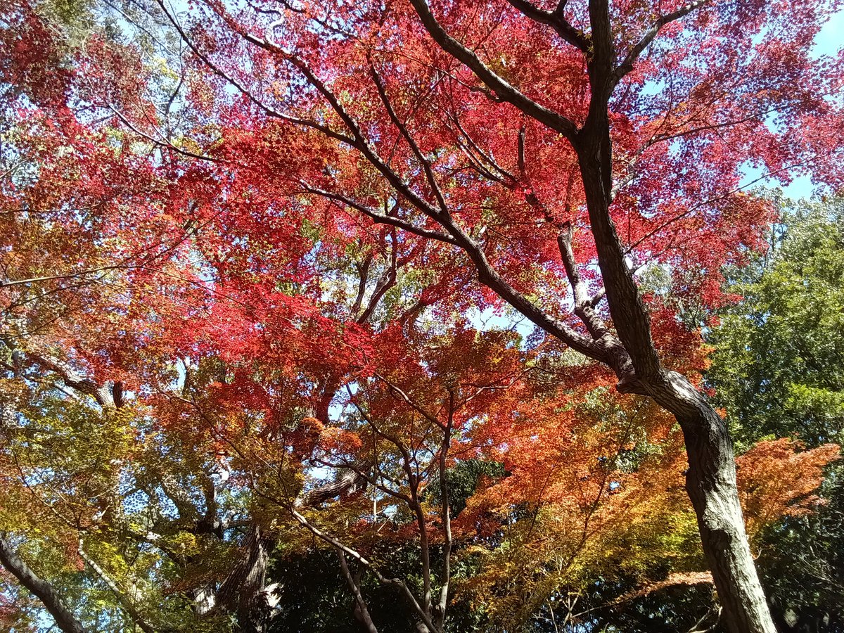 misaki_11__'s tweet photo. #朝夜ライド
今月は、
282.30km🚲️

まだ寒くない
11月@2025ライド

ランニング休止中👣

毎日の自転車通勤で
充分と決めてから…

片道10.5㌔往復21.0㌔

今月のハイライト
藻川、須磨離宮

特に須磨離宮の紅葉✓🌲
…チャリで行った訳ではない

素敵な12月を

2025/11月のアクティビティ
#走行距離 https://t.co/O4jtvab2N4