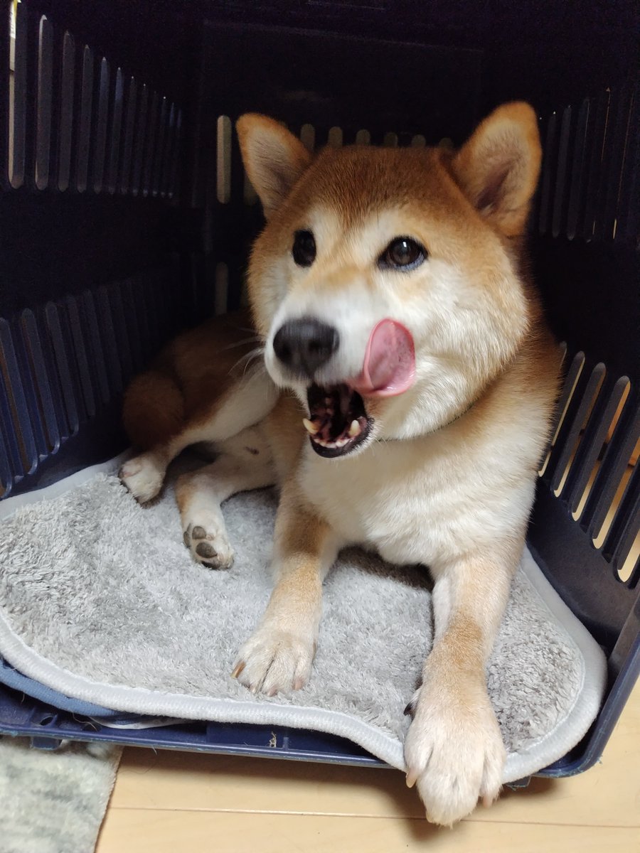 erikorody's tweet photo. もこもこ冬毛でかわいい🐶 https://t.co/DJr2wZ4Dg1