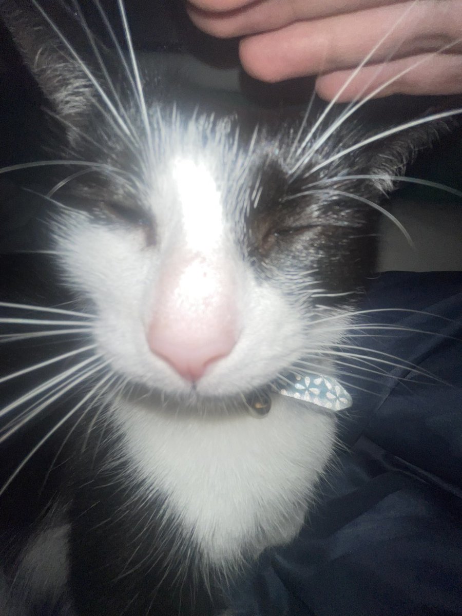 ra11yp00's tweet photo. guys i just saw someone dye their cat pink with semi perm dye (it’s safe don’t worry) 

im tempted… https://t.co/b4FLyCHPNq