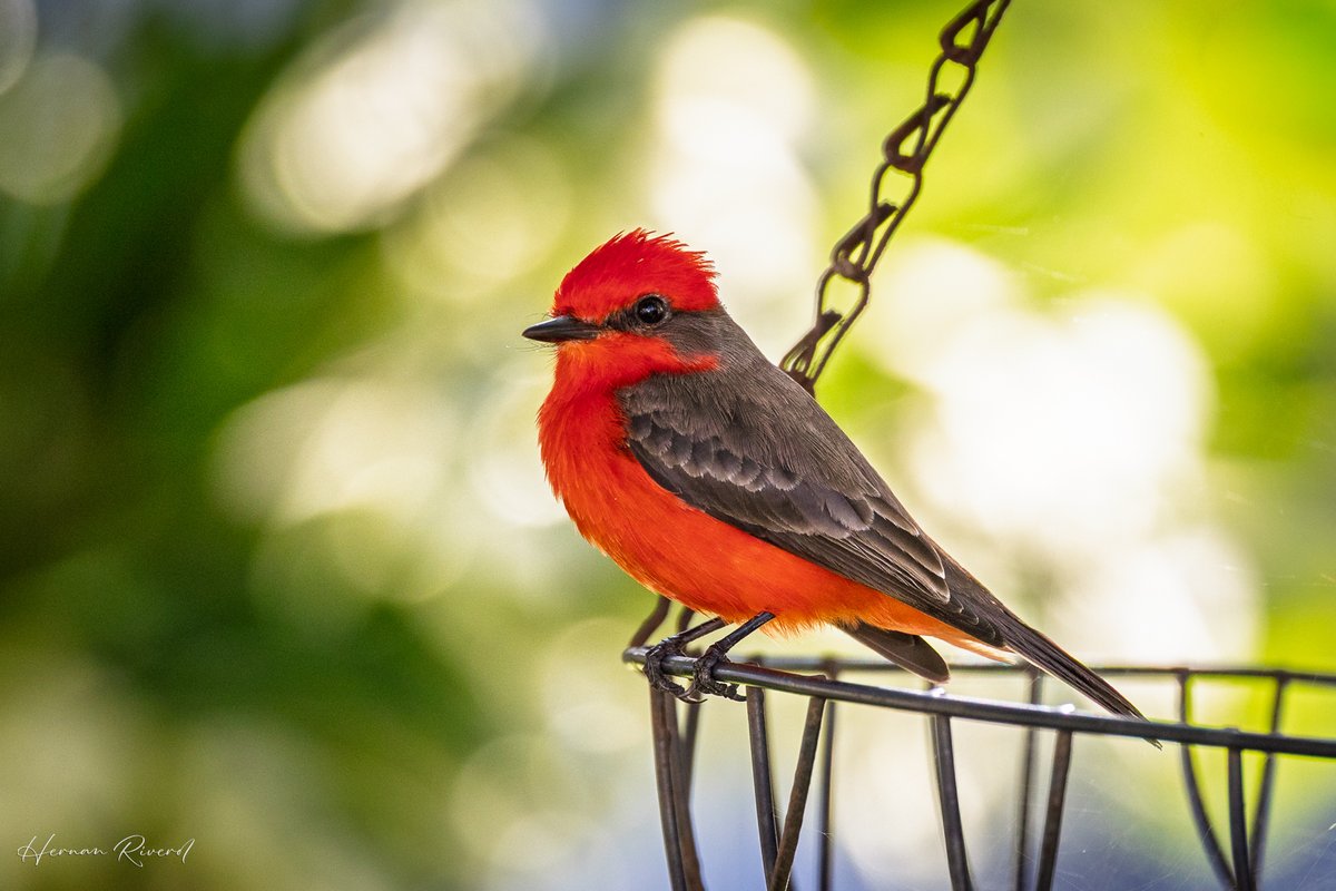 Wishing everyone a Happy Sunday.
Vermilion Flycatcher (Pyrocephalus rubinus)
Ladyville, Belize
November 2025
#BirdsOfBelize #BirdsSeenIn2025 #birds #birdwatcher #BirdsOfX #BirdsOfTwitter