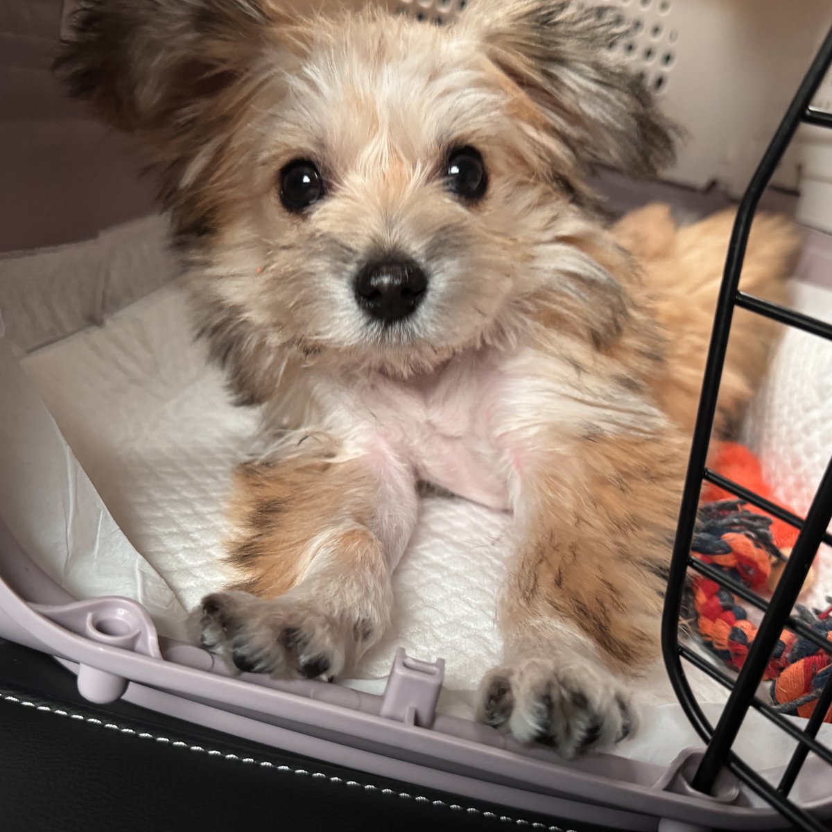 HaruDiary1102's tweet image. 땡글 하루!
하루가 표정이 좀 다양해지는고 같아요
고집쟁이지만 사랑훼~~❤️