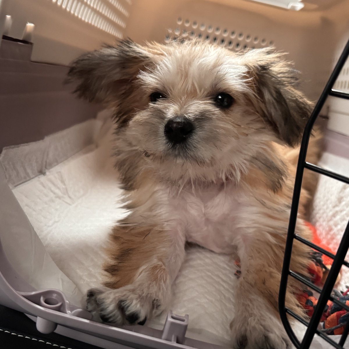 HaruDiary1102's tweet image. 땡글 하루!
하루가 표정이 좀 다양해지는고 같아요
고집쟁이지만 사랑훼~~❤️