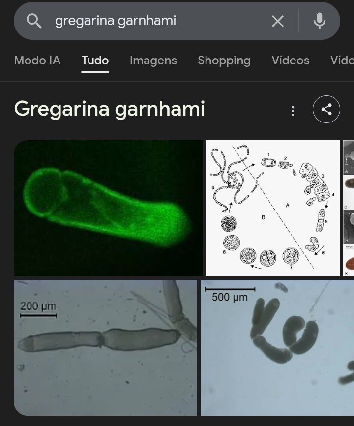a parte engraçada dessa espécie é que a morfologia google imagens é um pinto