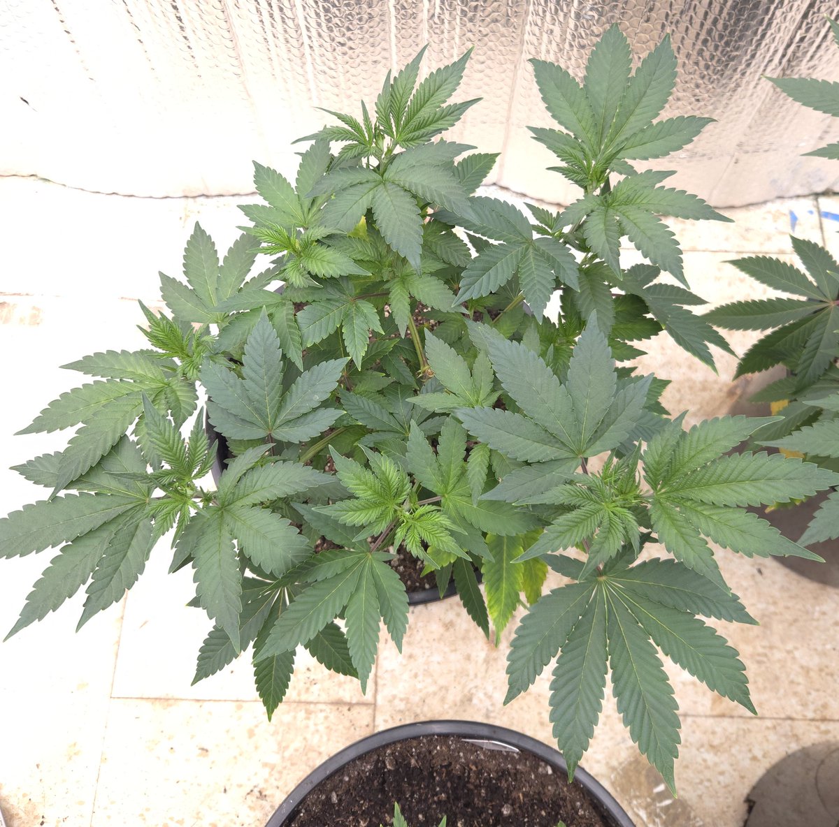 kclightup's tweet image. Before and after pics of training day for a couple of the clones
Ego Punch 
CBDang
I&apos;m going to get these girls all bushed out. 
#growyourown #fuckcancer #GetScreened