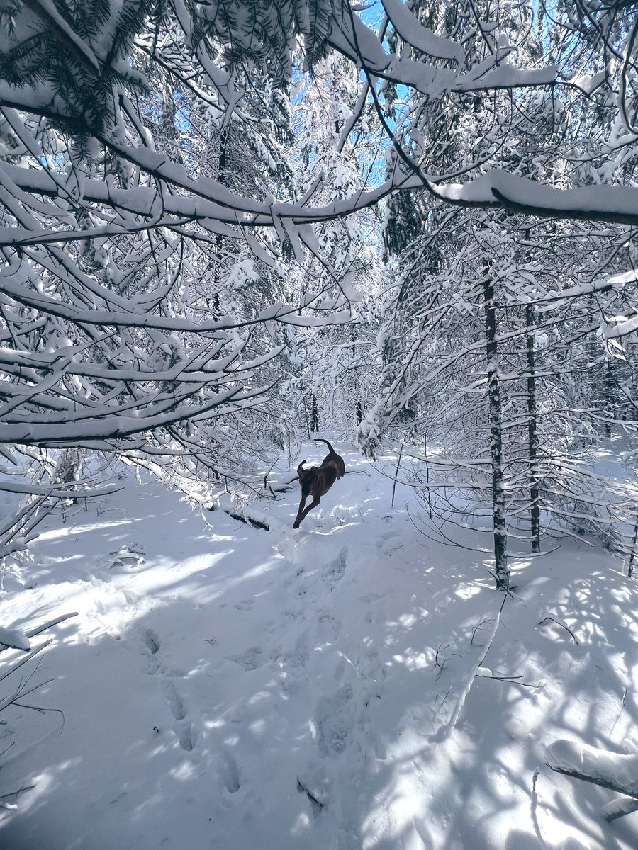 Fresh 🌲❄️Winter Wonderland ❄️🌲vibes for the TL