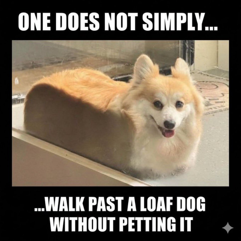 playmakr11's tweet image. 313 comm members already 🍞🐶

$loafdog is seeing new highs real soon