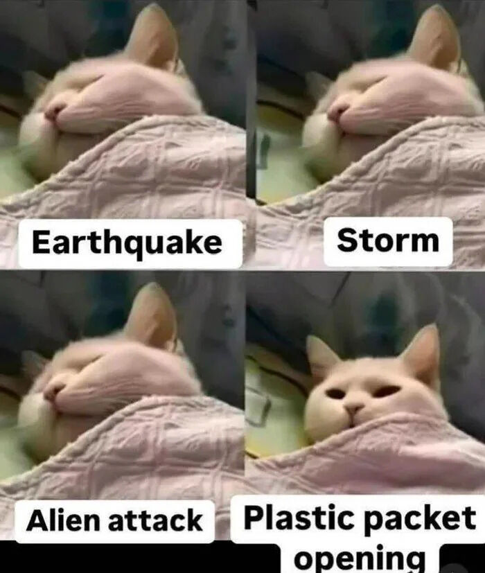 WholesomeMeme's tweet image. 