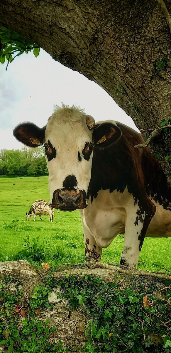 ThisIsIreland3's tweet image. "Curious Onlooker" 🐄💚

📍This beautiful cow looking over the wall at Cunninghams Farm, at the back of Cobh Island 🐄 🐄 
 
📸 Thomas Cahill

#Cork #Cows #Ireland #CobhIsland