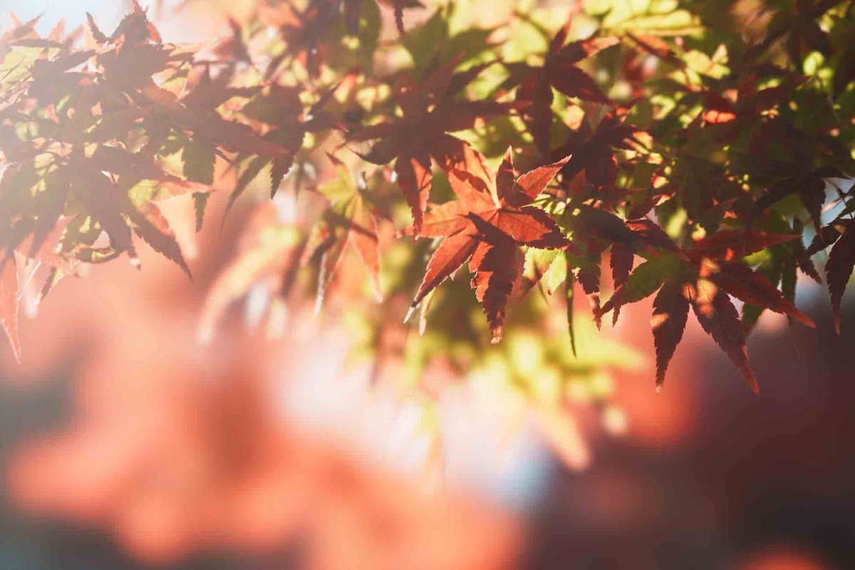 corzorf's tweet photo. 滑り込み京都の紅葉🍁
海外行く前に和を実感できて良かった…

#11月を写真4枚で振り返る https://t.co/fCEOxSEHIR