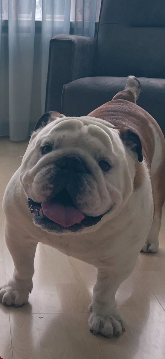 KingLok43786090's tweet image. Happy smiling Sunday friends💚 #sundayvibes #Sunday #Smile #dogsofX