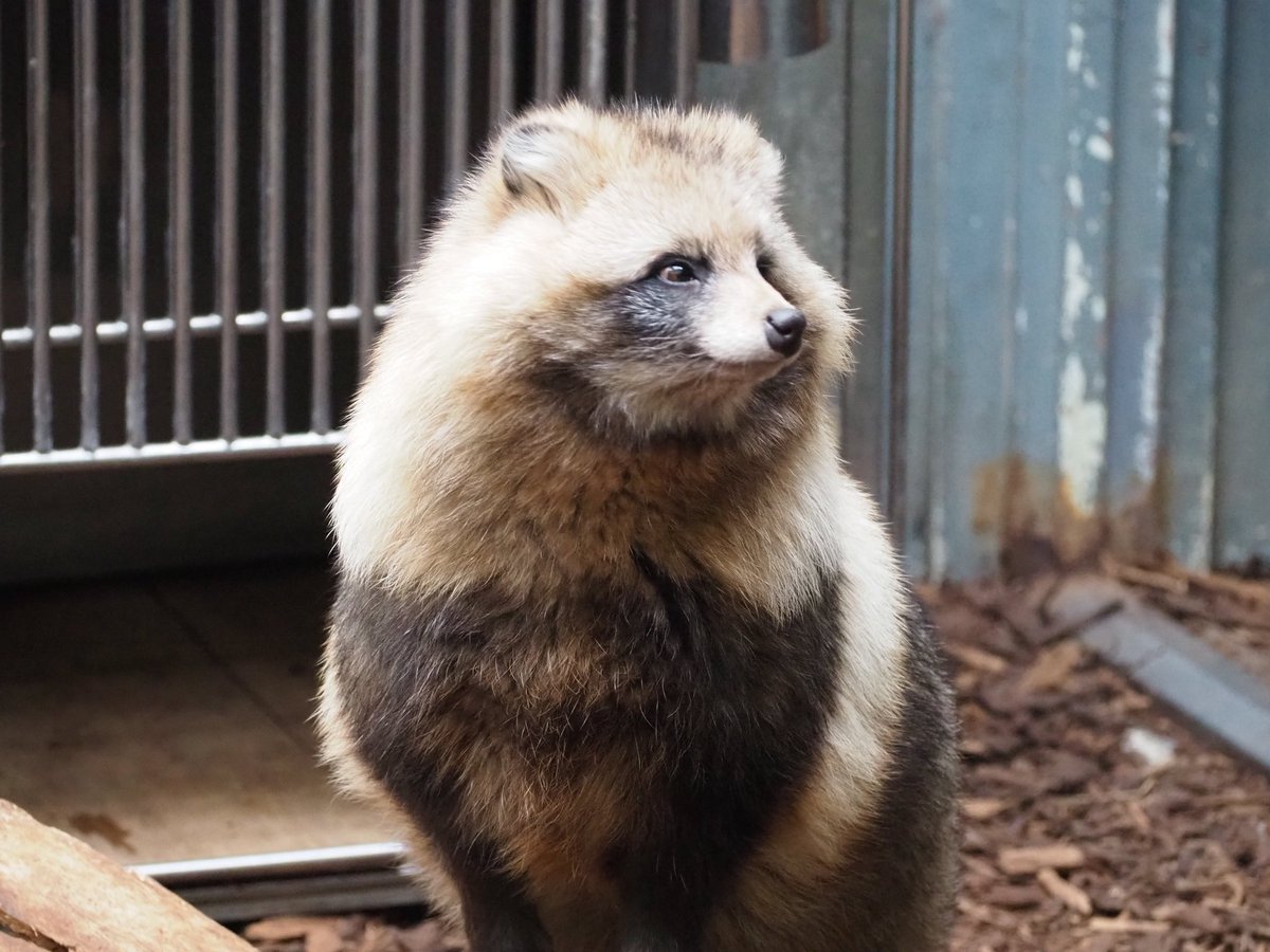 ふわふわたぬき

2025年11月撮影

#円山動物園 
#エゾタヌキ
