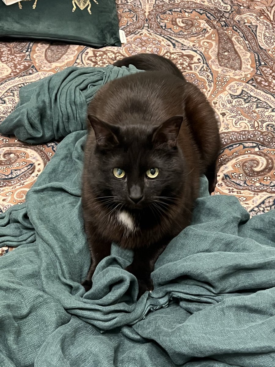 Заходишь в комнату, а там он сидит с такими честными глазами, что сразу понятно стену не драл.