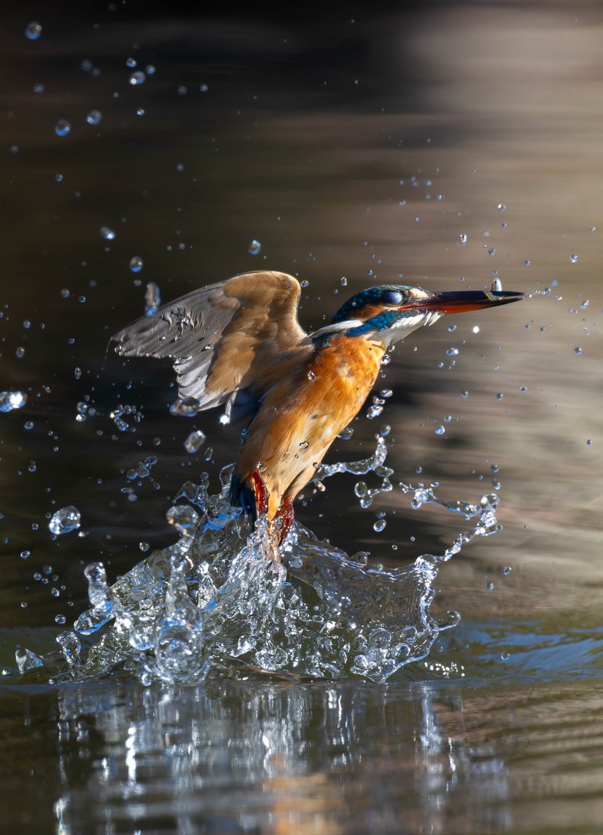 水絡みもいい感じ😊✨🎵
#カワセミ
#eosR5mark2
#rf600f4
#rf1.4×
#R膜