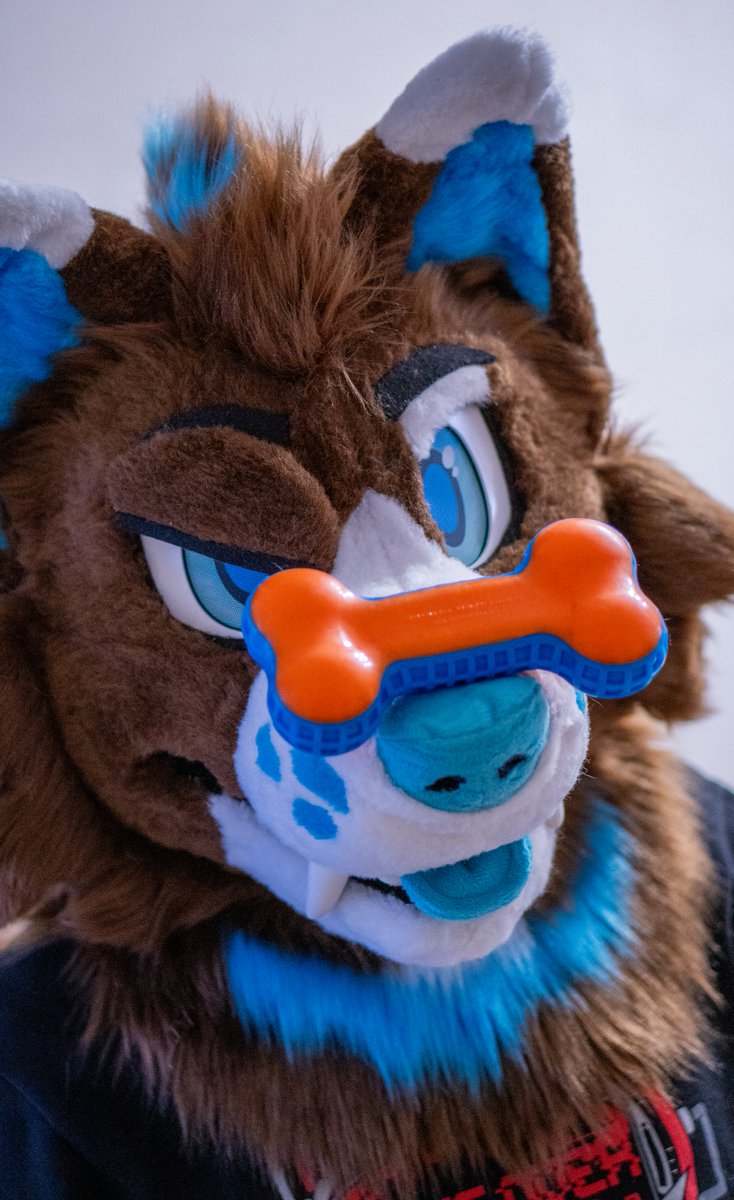 Say hello to my new wolf/dog, Arko !