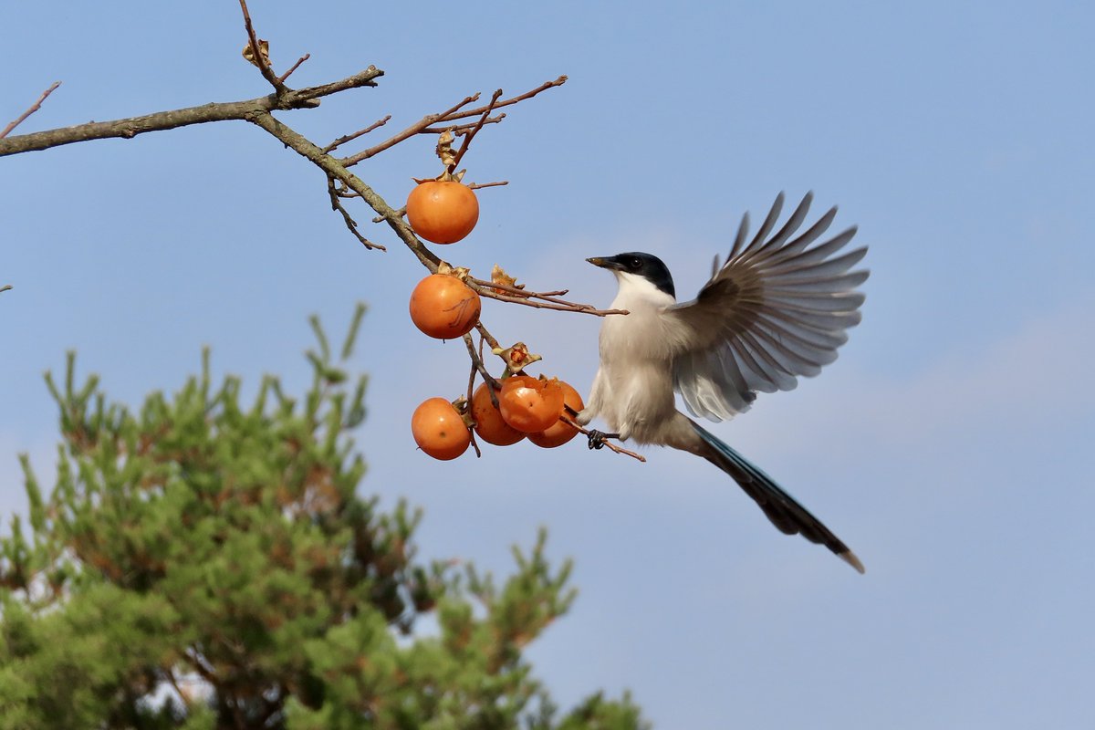 물까치 배 쓰다듬어보고 싶어지는 모습