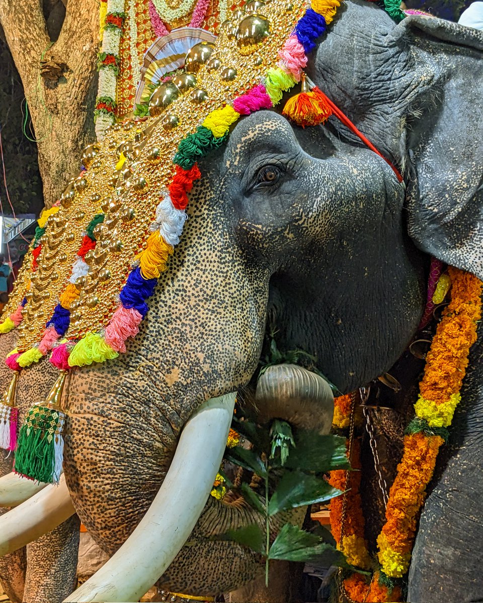 Arjun37680793's tweet image. Festive