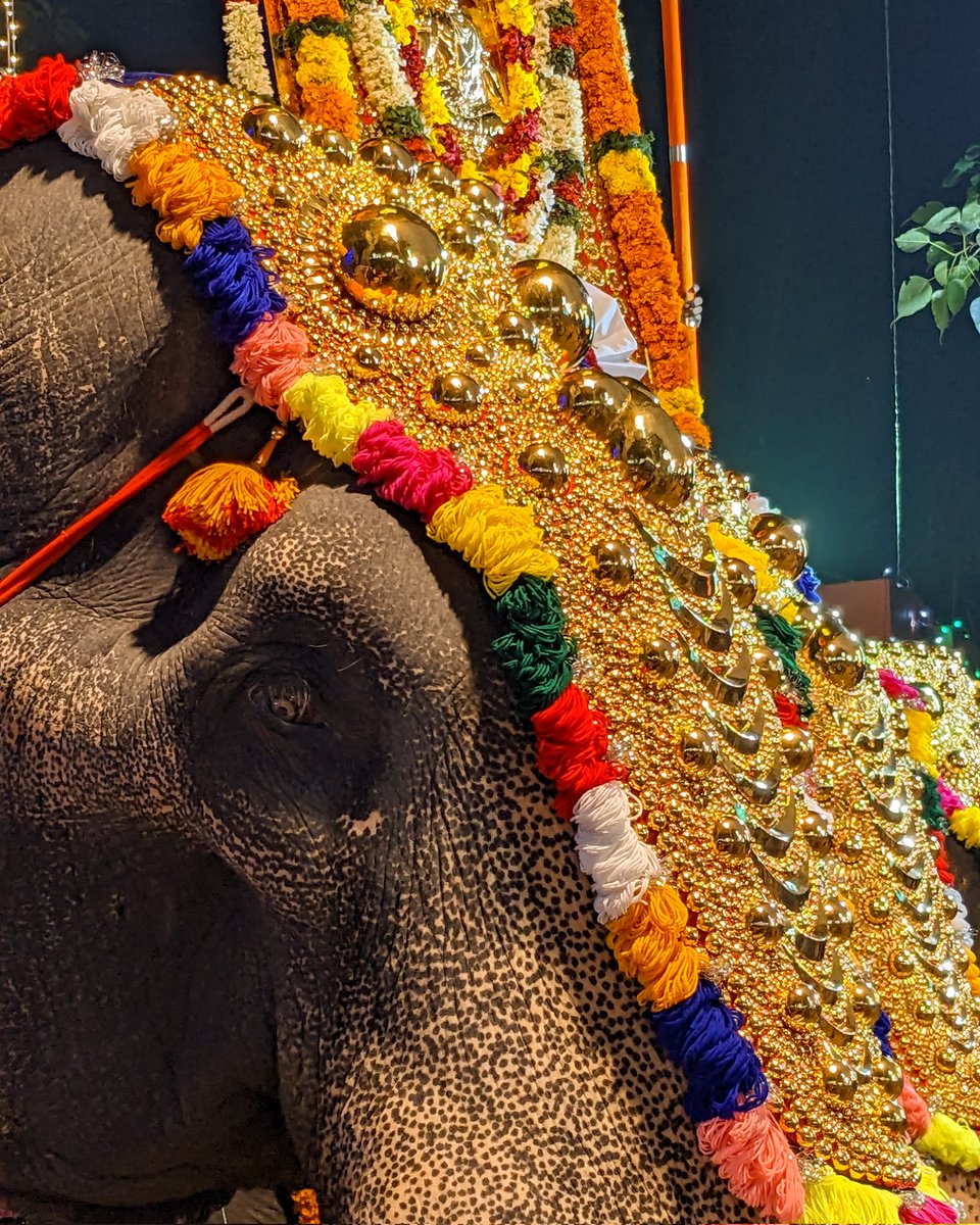 Arjun37680793's tweet image. Festive