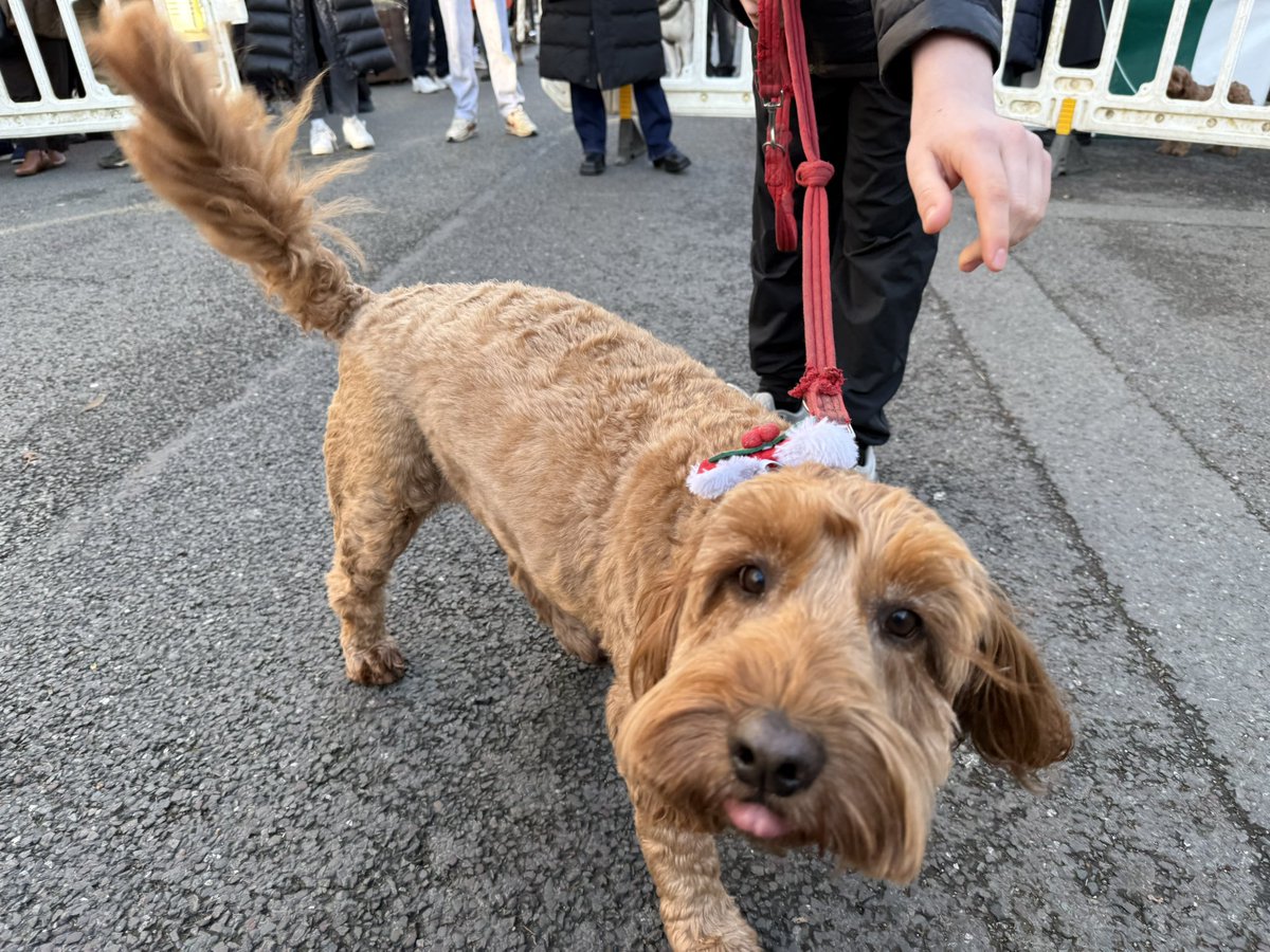 PrimroseHillHub's tweet photo. iLPH loves the amazing #annawebbdogshow 🎄🎉🐶 ! #primrosehillchristmasfestival #dogshow #Christmas2025 #primrosehill #RegentsParkRoad https://t.co/Pz6wYIlgYj