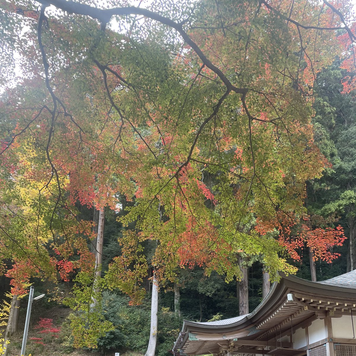tonko0303's tweet photo. そういえば先週故郷に帰って紅葉を見てきました。 https://t.co/IrU6mN4Rbk