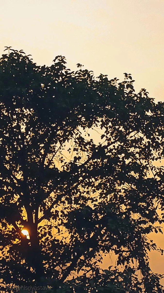 i_surabhiS's tweet image. Let&apos;s see some beautiful sunsets this Sunday!
Quote your best shots with... 🌼 #SunsetSunday