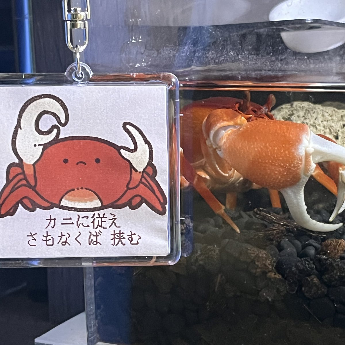 本日のアクバス、アクアフィールドブースでのペルーのカニを筆頭に買い物多めでした🦀カニ協会の皆様もお疲れさまでした！
I got some crabs today.
#crab #カニ #日本カニ協会