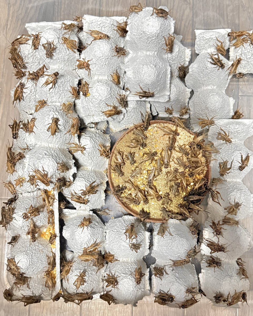 もげら (@mushitokayo) / Posts / X