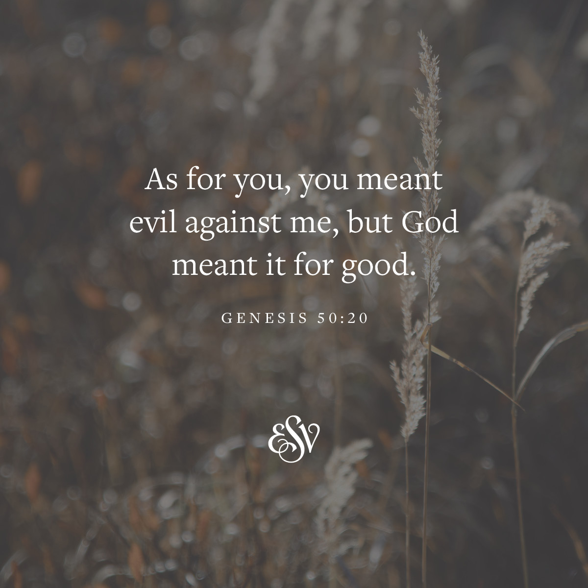 crossway's tweet photo. As for you, you mean evil against me, but God meant it for good. 
—Genesis 59:20 (ESV) 

#Verseoftheday #ESV #BibleVerse https://t.co/kXrWPOTNrF