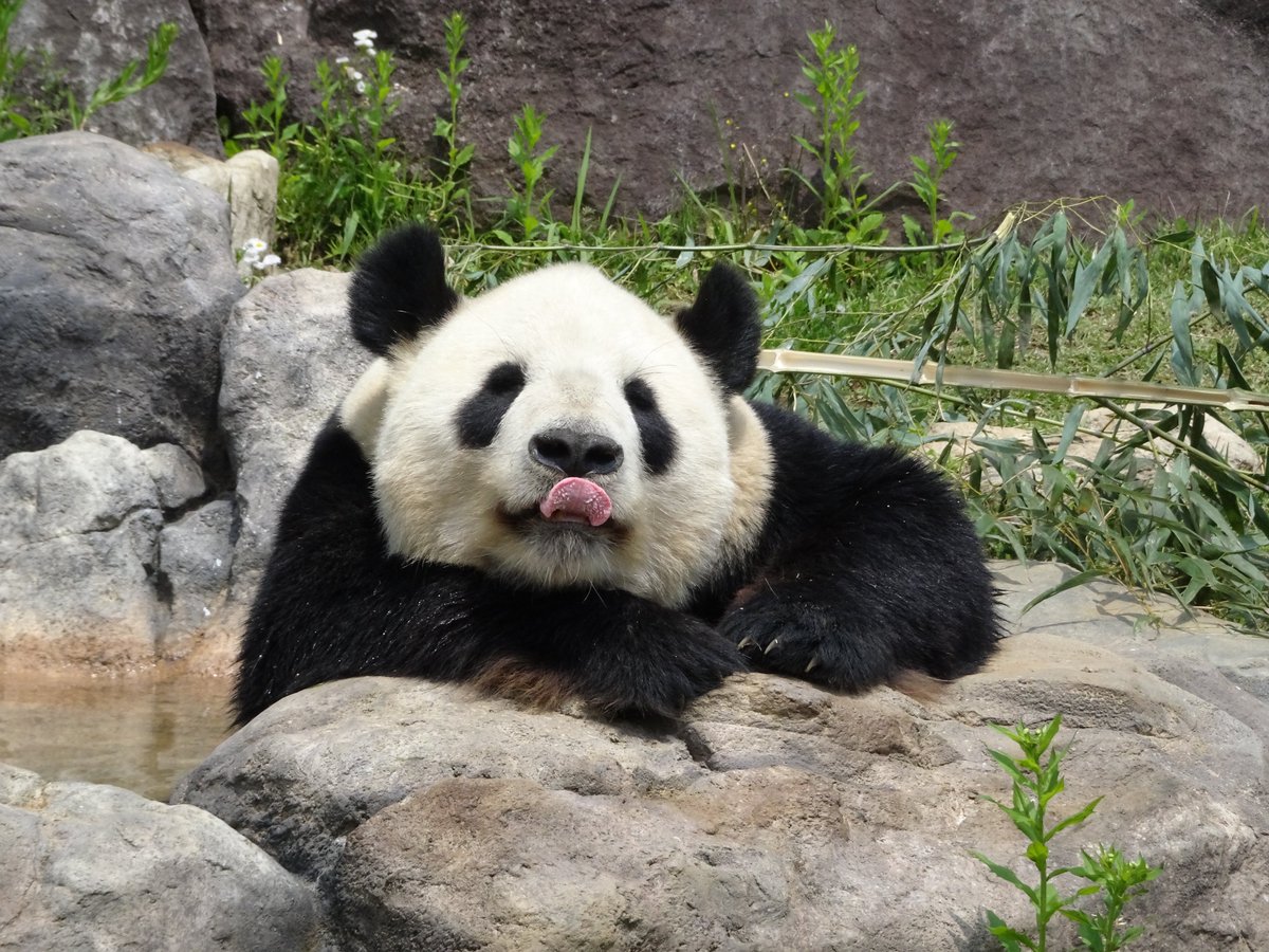 ぽにょ (@ponyonyonxiang) / Posts / X