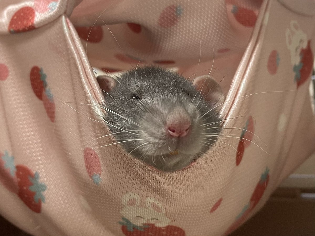 kina🐁🐀⸒⸒✎🇯🇵🇬🇧 (@kinaxcamera) / Posts / X