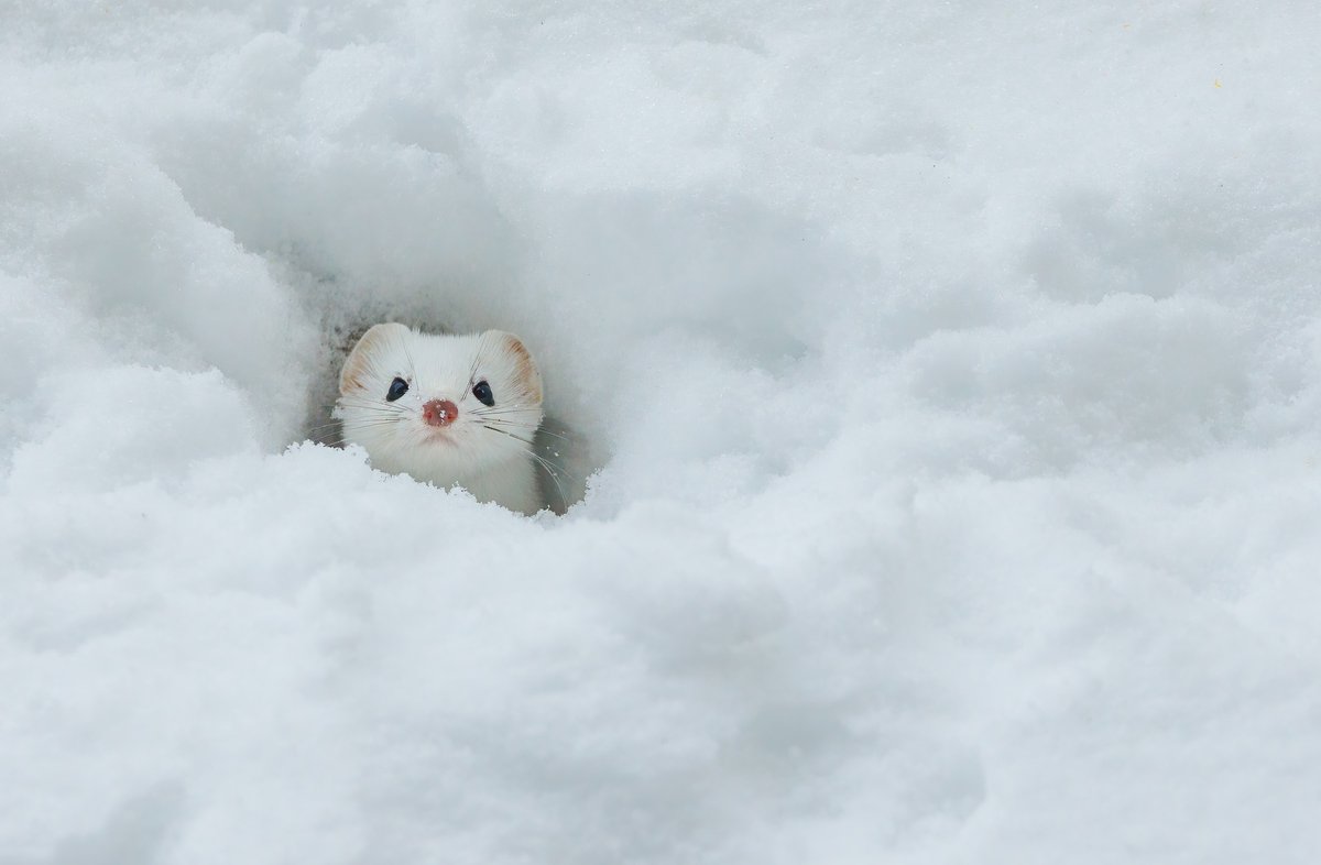Interior's tweet photo. When you're trying to blend in with the snow, but your curiosity gets the best of you. Ermines — also known as short-tailed weasels — transform into their white coats in winter, becoming nearly invisible in snowy landscapes.  

Photo by NPS https://t.co/Ik8zE1gbNG