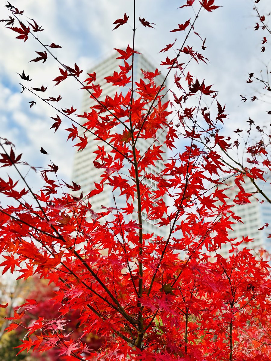 tak24302's tweet photo. Beautiful autumn vibes from Fall 2025 🍁
#autumnvibes🍁 #紅葉 #autumnmagic #beautifulview #memories #mapleleaves #autumnleaves🍂 #spindletree
The year is almost over… https://t.co/x3G09JTZBv