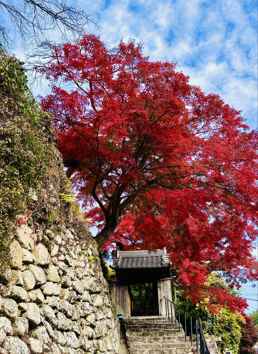 tak24302's tweet photo. Beautiful autumn vibes from Fall 2025 🍁
#autumnvibes🍁 #紅葉 #autumnmagic #beautifulview #memories #mapleleaves #autumnleaves🍂 #spindletree
The year is almost over… https://t.co/x3G09JTZBv