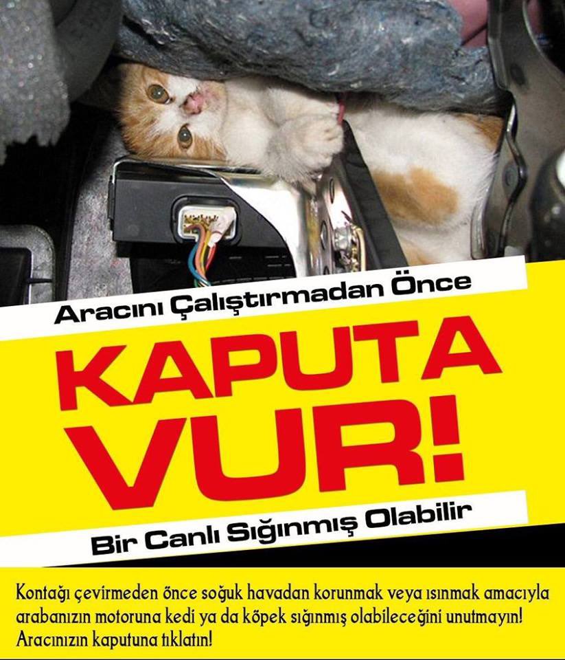 Bu soğuk havalarda kendilerine sıcak bir yer bulmak için kaputa giriyorlar araçları çalıştırmadan önce lütfen kontrol edin Onlarında sizler gibi can taşıdığını unutmayın .

 #KaputaVur