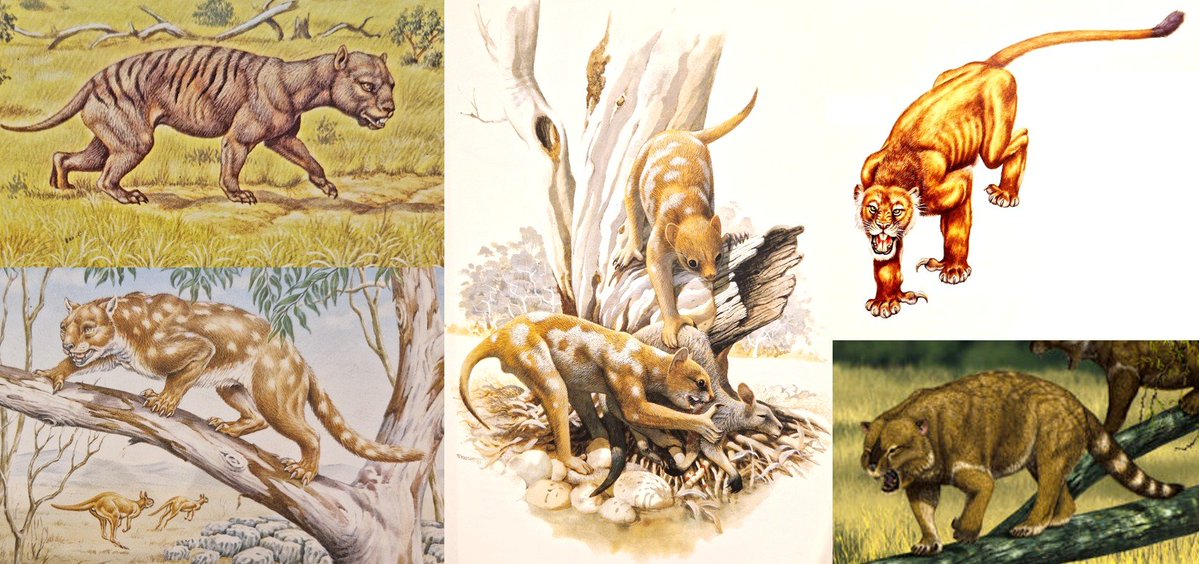 EarthArchivesHQ's tweet image. We thought we understood the marsupial lion—until fossils hinted at a behavior no one expected.

tetzoo.com/blog/2025/11/2…

#fossils #paleontology