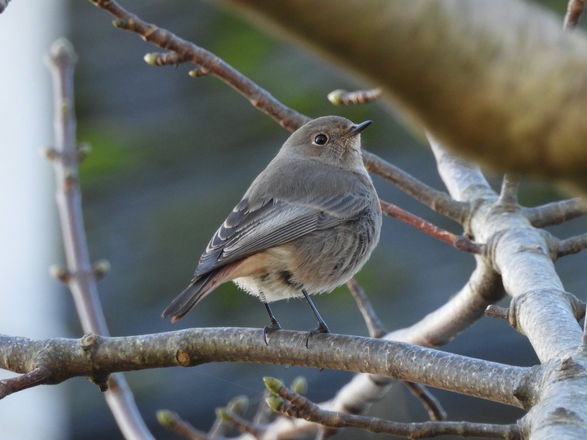 TimNobby's tweet image. Black Redstart on patch today at Seafield gardens, Seaton, Devon.