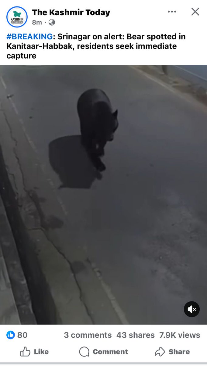 It's consecutive 4th day bear 🐻 is roaming in Hazratbal Area some times in NIT premises and some times at Girl &amp; Boys hostel University of Kashmir.
Unfortunately nobody is paying attention towards it.
<a href="/OmarAbdullah/">Omar Abdullah</a> sb is it in  scope  <a href="/OfficeOfLGJandK/">Office of LG J&K</a> too.
Save KU Student's life