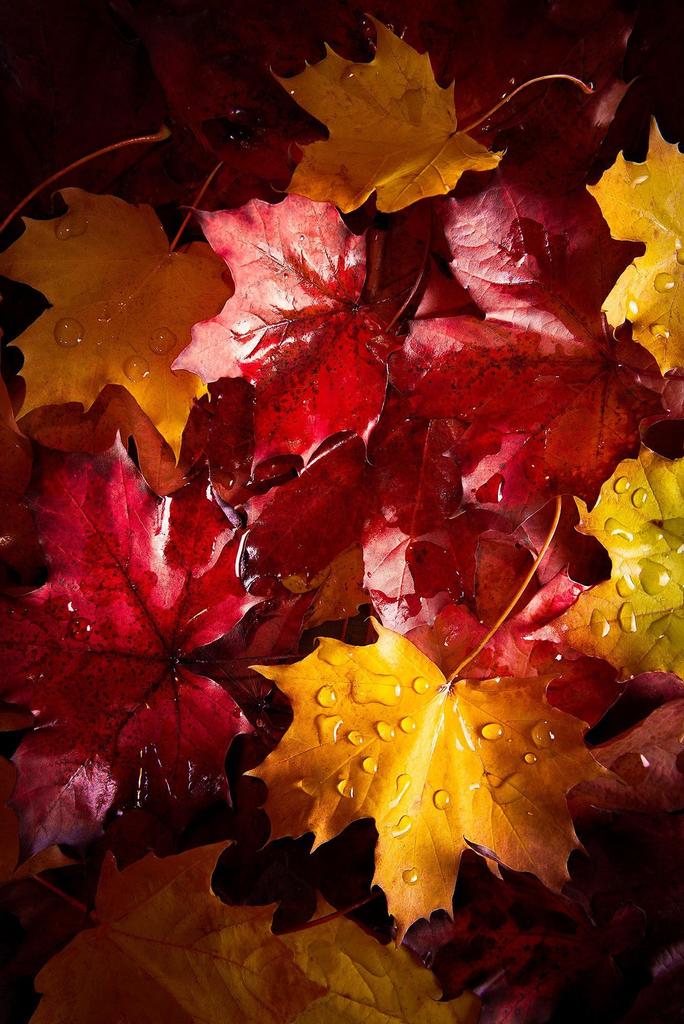 craigchek's tweet image. 