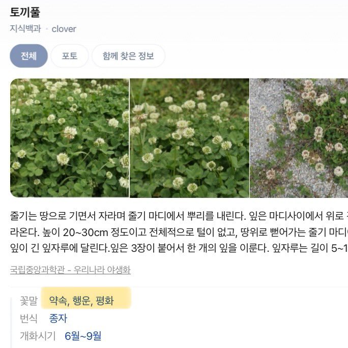 zlzl_oO's tweet image. 토끼풀 꽃말이 약속, 행운이래…… 전부 도영을 이루는 것들이잖아