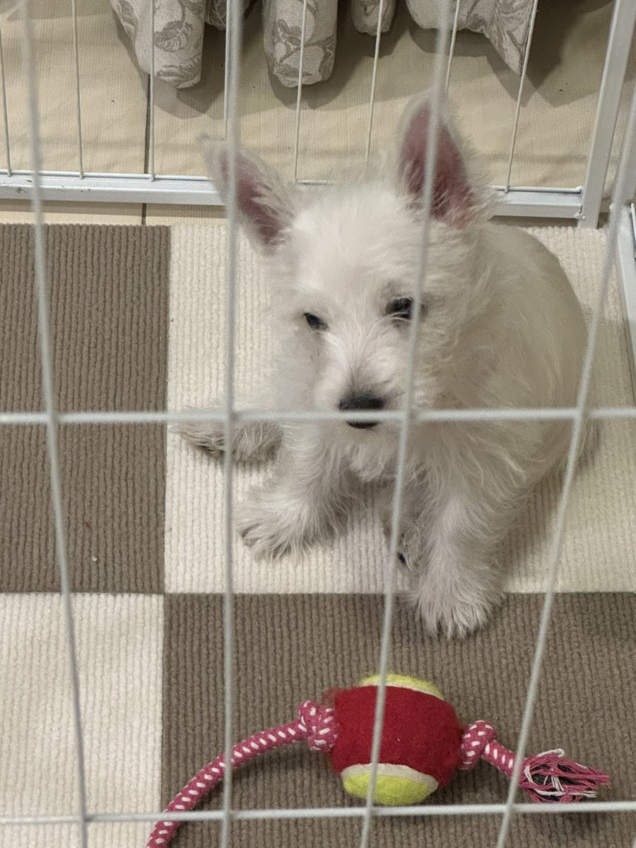 thepo_nyo's tweet image. เปิดเพลงบีโทเฟนให้ฟังวันแรก เอียงคองง