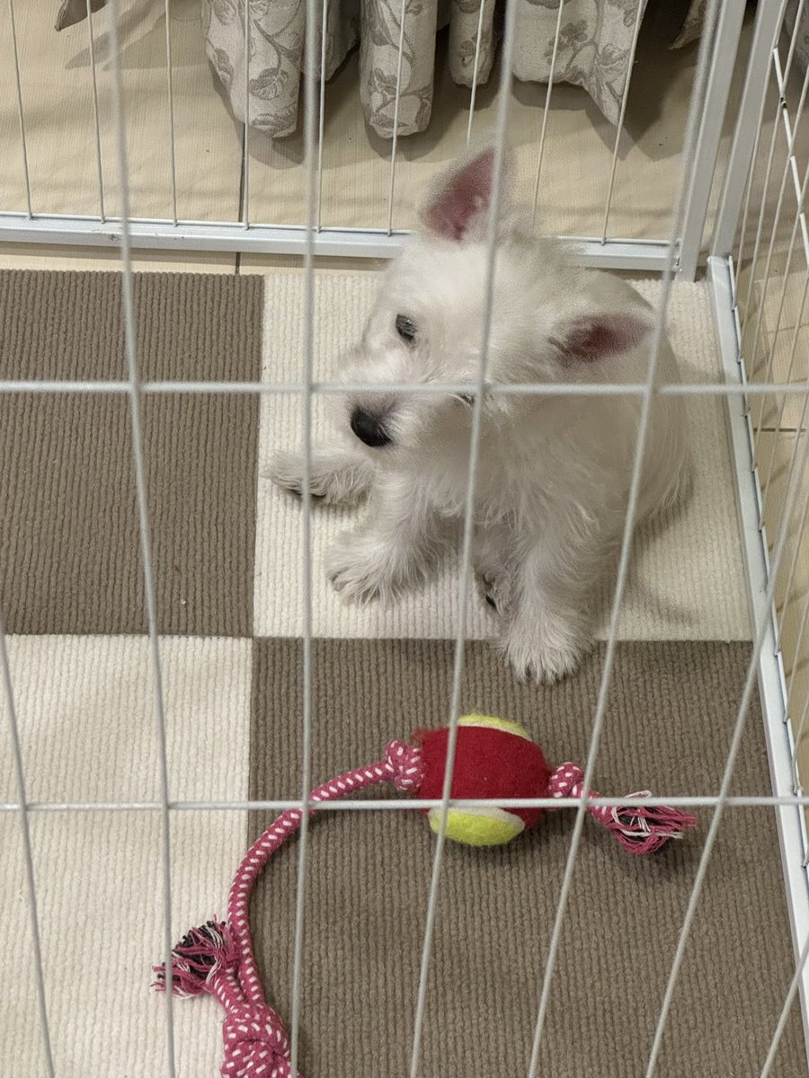 thepo_nyo's tweet image. เปิดเพลงบีโทเฟนให้ฟังวันแรก เอียงคองง