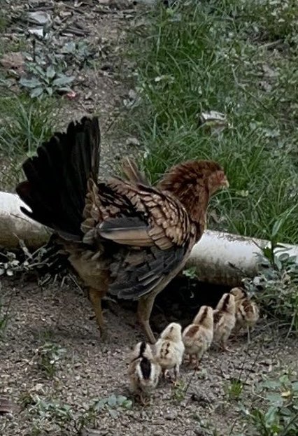 Fila , fila india por favor y a elegir los que casi nunca hacen lo que deberían hacer vamos a votar todos y que gane ………